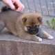 Shiba Inu Welpen zur Annahme.